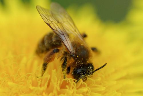 Réf. 227 309 : Andrena nigroaenea